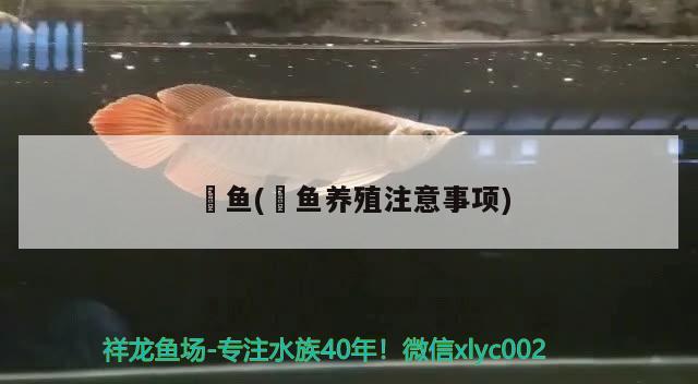 魟魚(魟魚養(yǎng)殖注意事項)