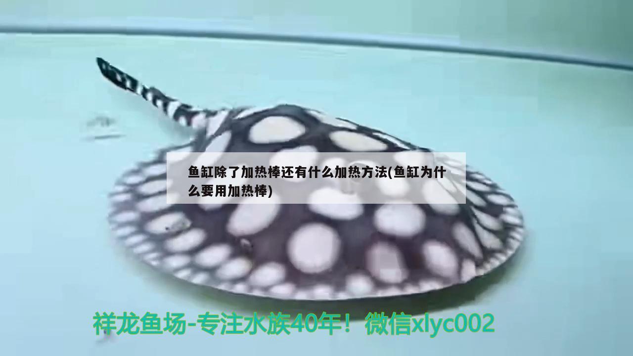 魚(yú)缸除了加熱棒還有什么加熱方法(魚(yú)缸為什么要用加熱棒) 造景/裝飾