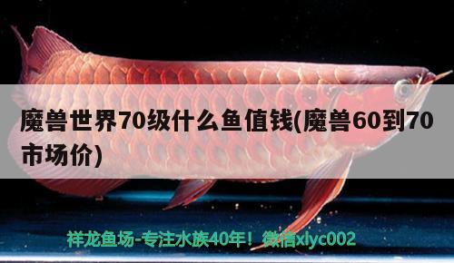 魔獸世界70級(jí)什么魚(yú)值錢(qián)(魔獸60到70市場(chǎng)價(jià))