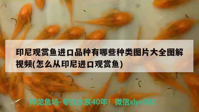 印尼觀賞魚(yú)進(jìn)口品種有哪些種類圖片大全圖解視頻(怎么從印尼進(jìn)口觀賞魚(yú)) 觀賞魚(yú)進(jìn)出口