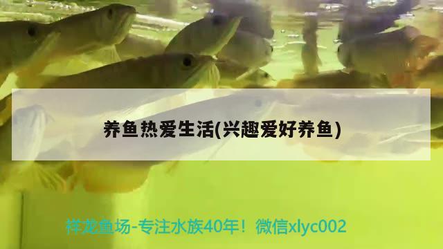 養(yǎng)魚(yú)熱愛(ài)生活(興趣愛(ài)好養(yǎng)魚(yú))