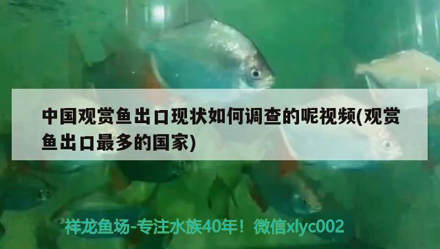 中國觀賞魚出口現(xiàn)狀如何調(diào)查的呢視頻(觀賞魚出口最多的國家)