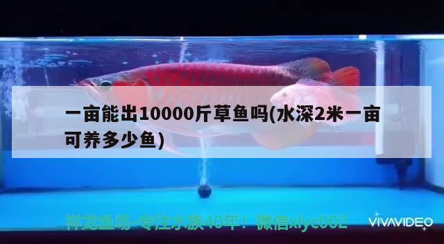 一畝能出10000斤草魚嗎(水深2米一畝可養(yǎng)多少魚) 申古銀版魚