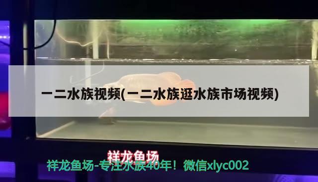 一二水族視頻(一二水族逛水族市場視頻) 斑馬狗頭魚