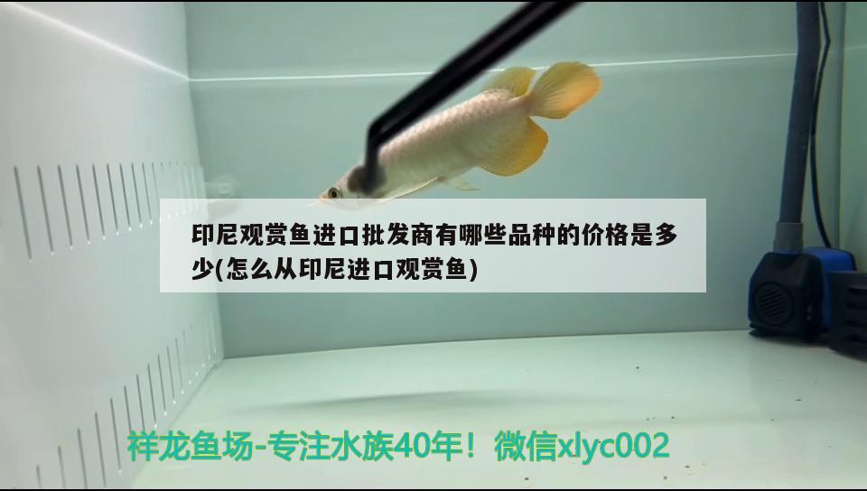 印尼觀賞魚(yú)進(jìn)口批發(fā)商有哪些品種的價(jià)格是多少(怎么從印尼進(jìn)口觀賞魚(yú)) 觀賞魚(yú)進(jìn)出口