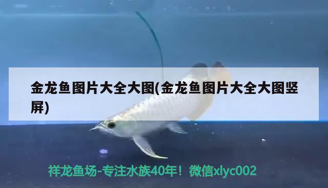 金龍魚(yú)圖片大全大圖(金龍魚(yú)圖片大全大圖豎屏) 魚(yú)缸定做