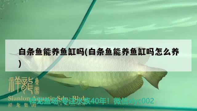 白條魚能養(yǎng)魚缸嗎(白條魚能養(yǎng)魚缸嗎怎么養(yǎng))