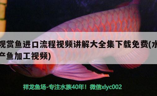 觀賞魚進口流程視頻講解大全集下載免費(水產(chǎn)魚加工視頻)