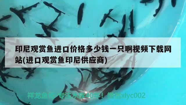 印尼觀賞魚進口價格多少錢一只啊視頻下載網(wǎng)站(進口觀賞魚印尼供應(yīng)商) 觀賞魚進出口