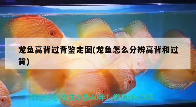 龍魚高背過背鑒定圖(龍魚怎么分辨高背和過背) 斑馬鴨嘴魚