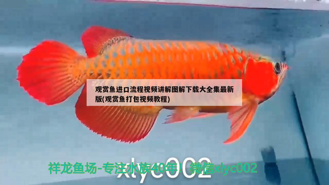 觀賞魚進(jìn)口流程視頻講解圖解下載大全集最新版(觀賞魚打包視頻教程) 觀賞魚進(jìn)出口