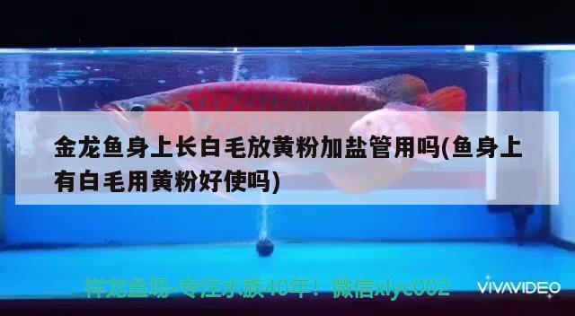 金龍魚身上長白毛放黃粉加鹽管用嗎(魚身上有白毛用黃粉好使嗎) 高背金龍魚