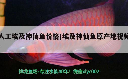 人工埃及神仙魚價(jià)格(埃及神仙魚原產(chǎn)地視頻) 埃及神仙魚