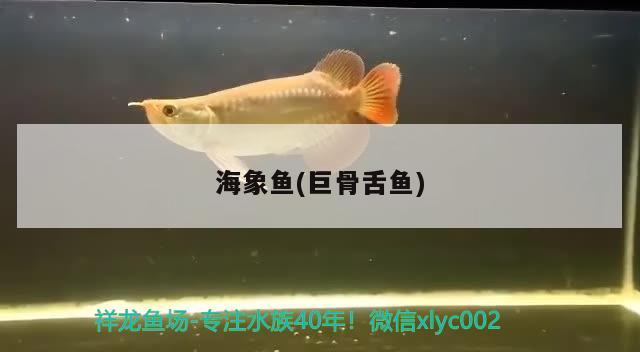 海象魚(yú)(巨骨舌魚(yú)) 海象魚(yú)