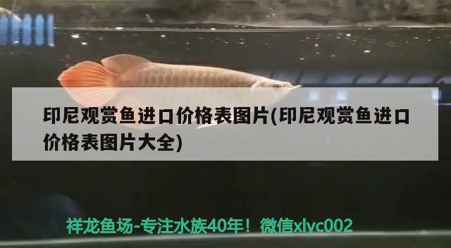 印尼觀賞魚進(jìn)口價(jià)格表圖片(印尼觀賞魚進(jìn)口價(jià)格表圖片大全) 觀賞魚進(jìn)出口