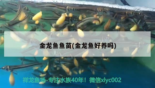 金龍魚魚苗(金龍魚好養(yǎng)嗎)