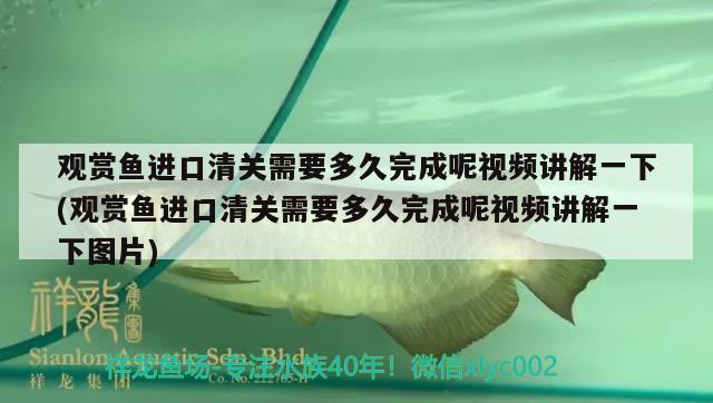 觀賞魚進(jìn)口清關(guān)需要多久完成呢視頻講解一下(觀賞魚進(jìn)口清關(guān)需要多久完成呢視頻講解一下圖片) 觀賞魚進(jìn)出口