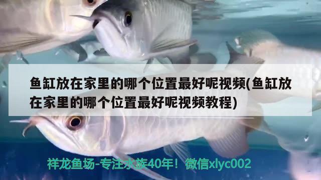 魚缸放在家里的哪個位置最好呢視頻(魚缸放在家里的哪個位置最好呢視頻教程) 印尼小紅龍