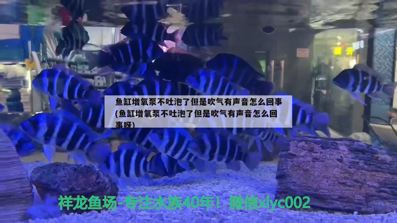 魚缸增氧泵不吐泡了但是吹氣有聲音怎么回事(魚缸增氧泵不吐泡了但是吹氣有聲音怎么回事呀) 圣菲埃及魚