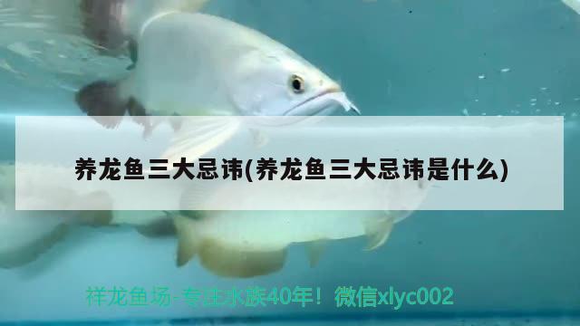 養(yǎng)龍魚三大忌諱(養(yǎng)龍魚三大忌諱是什么) 養(yǎng)魚知識