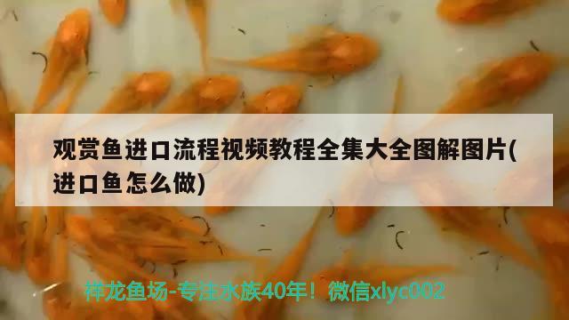 觀賞魚進(jìn)口流程視頻教程全集大全圖解圖片(進(jìn)口魚怎么做)