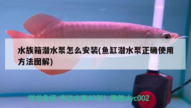 水族箱潛水泵怎么安裝(魚缸潛水泵正確使用方法圖解) 魚缸/水族箱