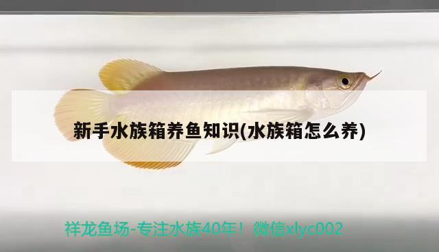 新手水族箱養(yǎng)魚知識(水族箱怎么養(yǎng)) 魚缸/水族箱