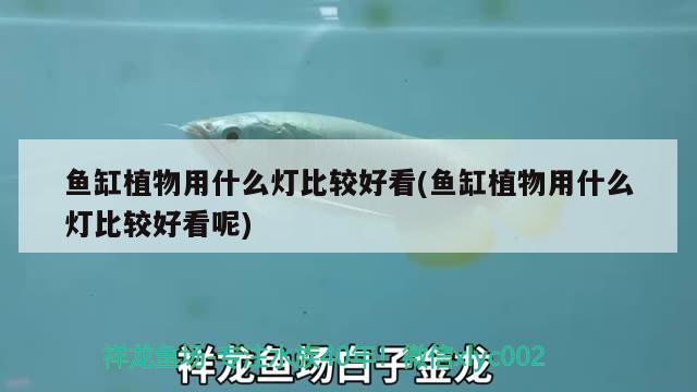 魚(yú)缸植物用什么燈比較好看(魚(yú)缸植物用什么燈比較好看呢) 銀河星鉆魚(yú)