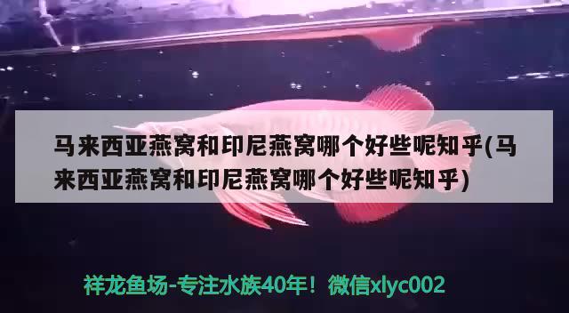 馬來西亞燕窩和印尼燕窩哪個好些呢知乎(馬來西亞燕窩和印尼燕窩哪個好些呢知乎)