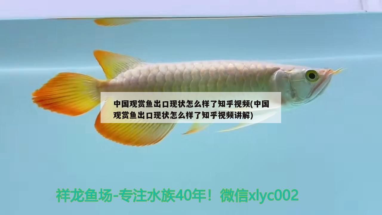 中國觀賞魚出口現(xiàn)狀怎么樣了知乎視頻(中國觀賞魚出口現(xiàn)狀怎么樣了知乎視頻講解) 觀賞魚進出口