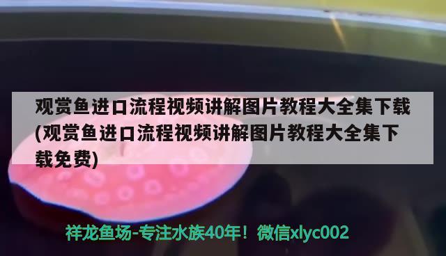 觀賞魚進口流程視頻講解圖片教程大全集下載(觀賞魚進口流程視頻講解圖片教程大全集下載免費) 觀賞魚進出口