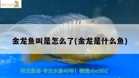 金龍魚叫是怎么了(金龍是什么魚)