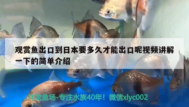 觀賞魚出口到日本要多久才能出口呢視頻講解一下的簡單介紹 觀賞魚進出口