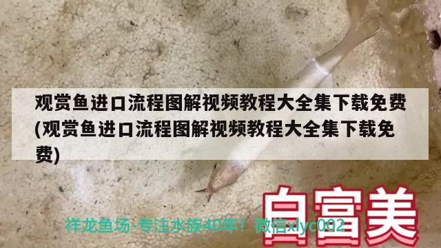 觀賞魚進(jìn)口流程圖解視頻教程大全集下載免費(fèi)(觀賞魚進(jìn)口流程圖解視頻教程大全集下載免費(fèi)) 觀賞魚進(jìn)出口