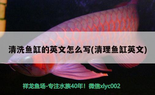 清洗魚缸的英文怎么寫(清理魚缸英文) 觀賞魚市場（混養(yǎng)魚）