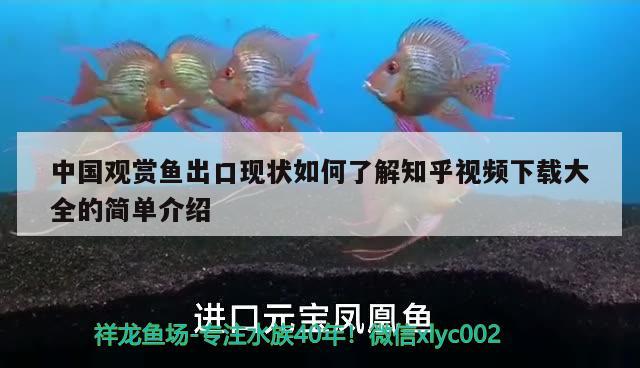 中國觀賞魚出口現(xiàn)狀如何了解知乎視頻下載大全的簡單介紹 觀賞魚進出口