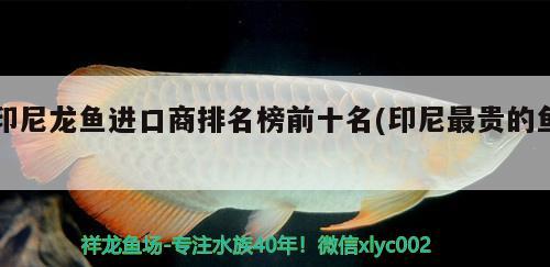 印尼龍魚(yú)進(jìn)口商排名榜前十名(印尼最貴的魚(yú)) 觀賞魚(yú)進(jìn)出口