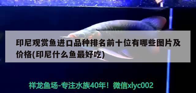 印尼觀賞魚進口品種排名前十位有哪些圖片及價格(印尼什么魚最好吃) 觀賞魚進出口