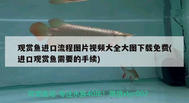 觀賞魚進(jìn)口流程圖片視頻大全大圖下載免費(fèi)(進(jìn)口觀賞魚需要的手續(xù)) 觀賞魚進(jìn)出口