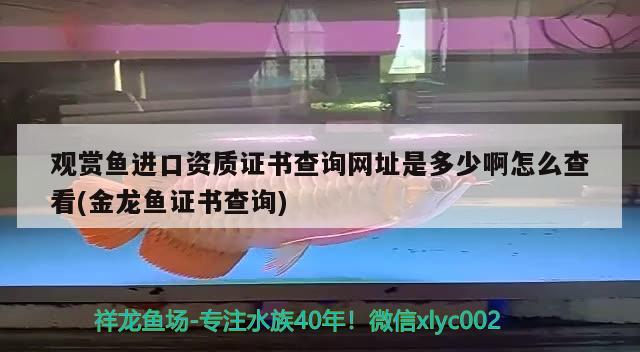 觀賞魚進口資質證書查詢網(wǎng)址是多少啊怎么查看(金龍魚證書查詢) 觀賞魚進出口