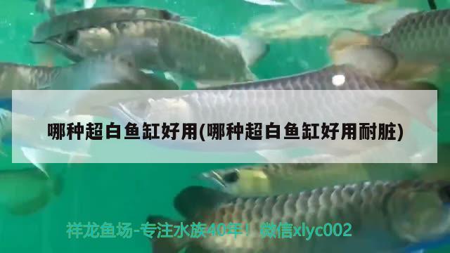 哪種超白魚缸好用(哪種超白魚缸好用耐臟) 檸檬鯽