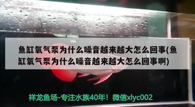 魚缸氧氣泵為什么噪音越來越大怎么回事(魚缸氧氣泵為什么噪音越來越大怎么回事啊)