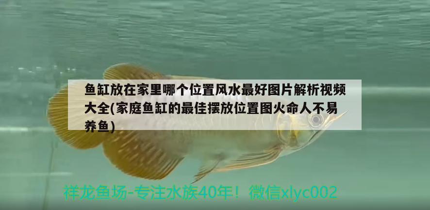 魚缸放在家里哪個(gè)位置風(fēng)水最好圖片解析視頻大全(家庭魚缸的最佳擺放位置圖火命人不易養(yǎng)魚) 魚缸風(fēng)水