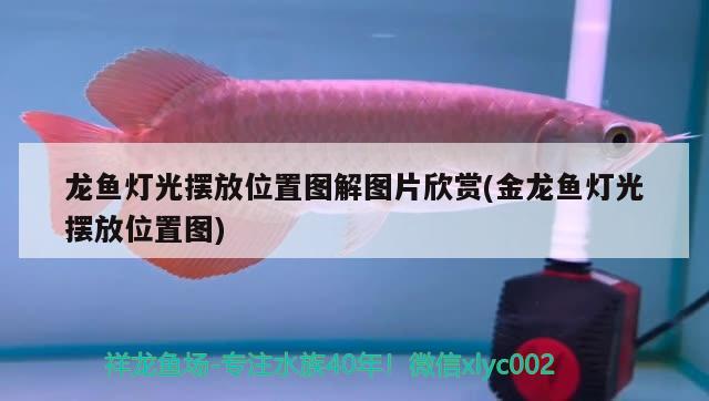 龍魚燈光擺放位置圖解圖片欣賞(金龍魚燈光擺放位置圖) 鸚鵡魚