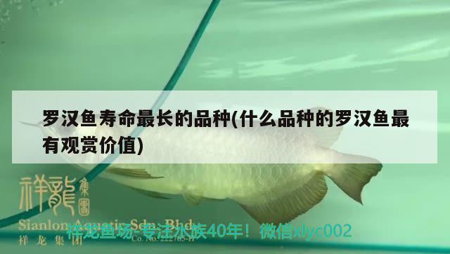 羅漢魚壽命最長的品種(什么品種的羅漢魚最有觀賞價值)