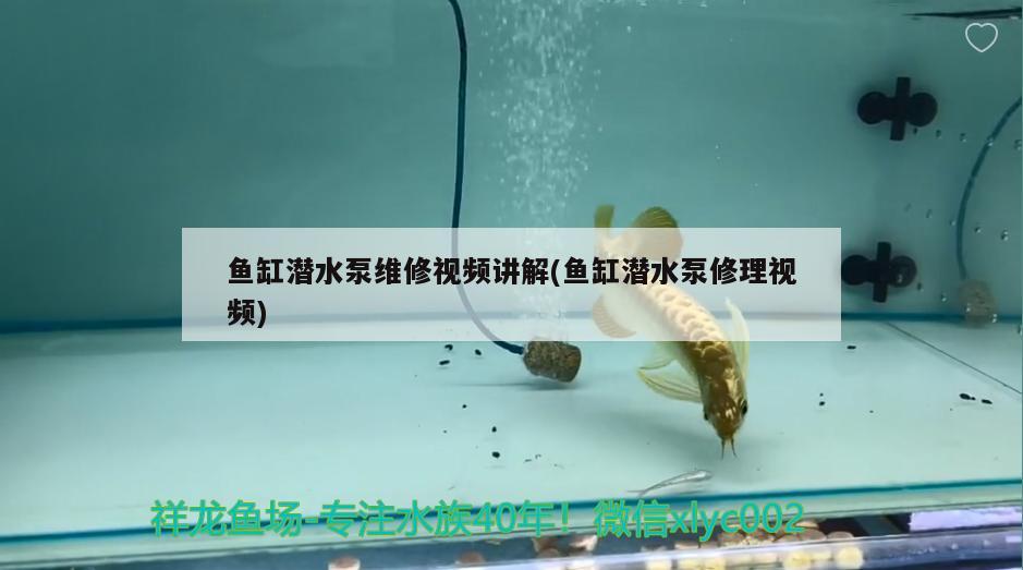 魚缸潛水泵維修視頻講解(魚缸潛水泵修理視頻)