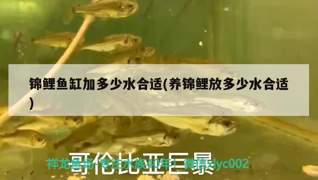 錦鯉魚缸加多少水合適(養(yǎng)錦鯉放多少水合適) 金龍福龍魚