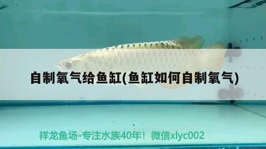 自制氧氣給魚缸(魚缸如何自制氧氣) 黃金達(dá)摩魚