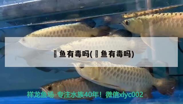 魟魚有毒嗎(鳚魚有毒嗎) 白子銀龍魚苗