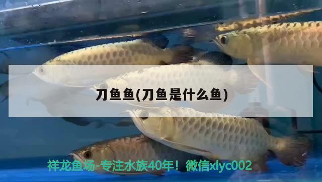 刀魚魚(刀魚是什么魚) 刀魚魚